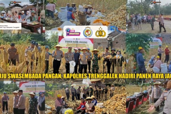 Menuju Swasembada Pangan, Kapolres Trenggalek Hadiri Panen Raya Jagung