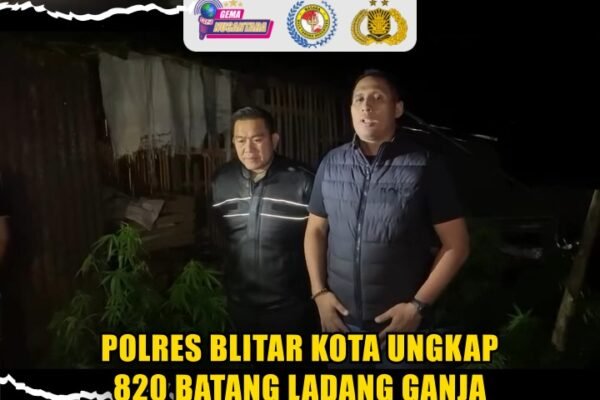 Polres Blitar Kota Ungkap 820 batang Ladang Ganja