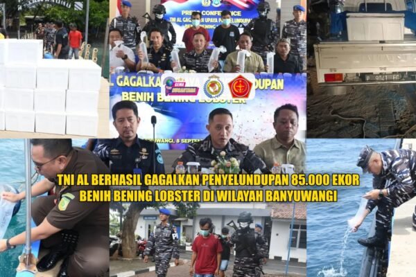 TNI AL BERHASIL GAGALKAN PENYELUNDUPAN 85.000 EKOR BENIH BENING LOBSTER DI WILAYAH BANYUWANGI