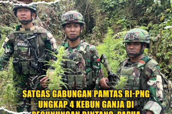 Satgas Gabungan Pamtas RI-PNG Ungkap 4 Kebun Ganja di Pegunungan Bintang, Papua